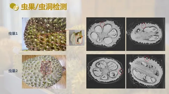 生长AI管理、分拣不再开“盲盒”马来西亚榴莲用上中国扫描技术(图2)